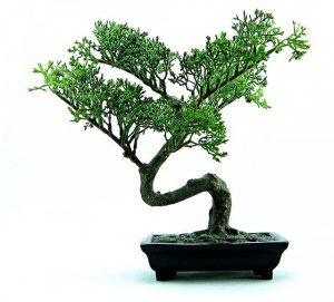 bonsai w domu